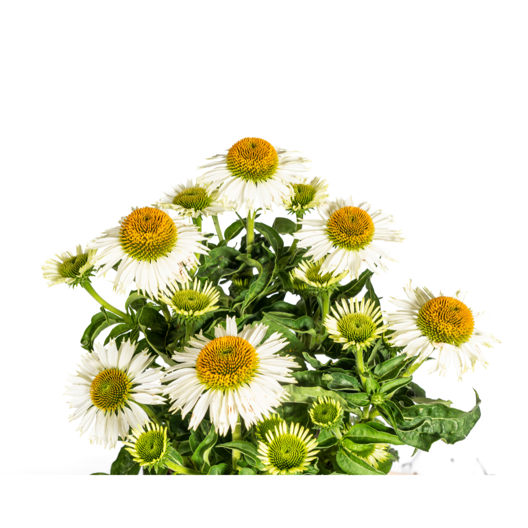 Purpur-Sonnenhut - Echinacea purpurea White | 60-70 cm | Ø19 cm