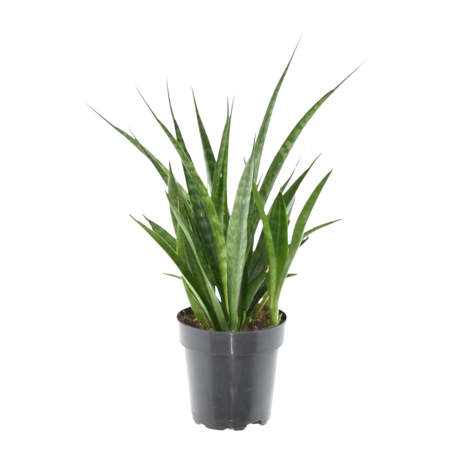 Schlangenpflanze - Sansevieria kirkii 'Friends' | 38 cm | Ø12cm