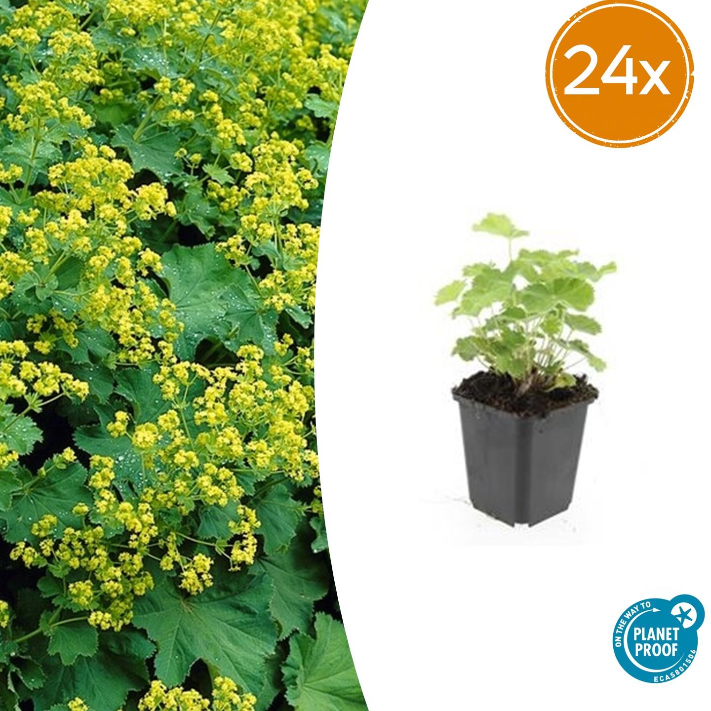 24x Frauenmantel - Alchemilla mollis | ↕10-25cm | Ø9cm