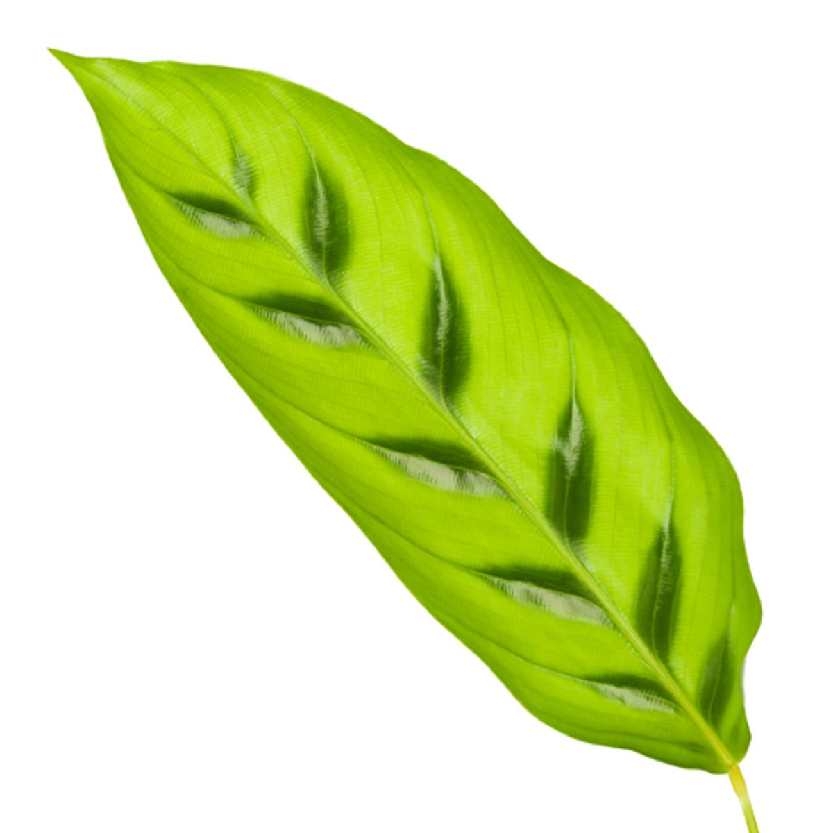 Leoparden-Korbmarante - Calathea Leopardina | 40 cm | Ø12cm