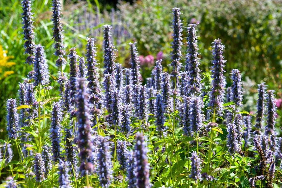 24x Duftnessel - Agastache 'Black Adder' | 10-25cm | Ø9cm