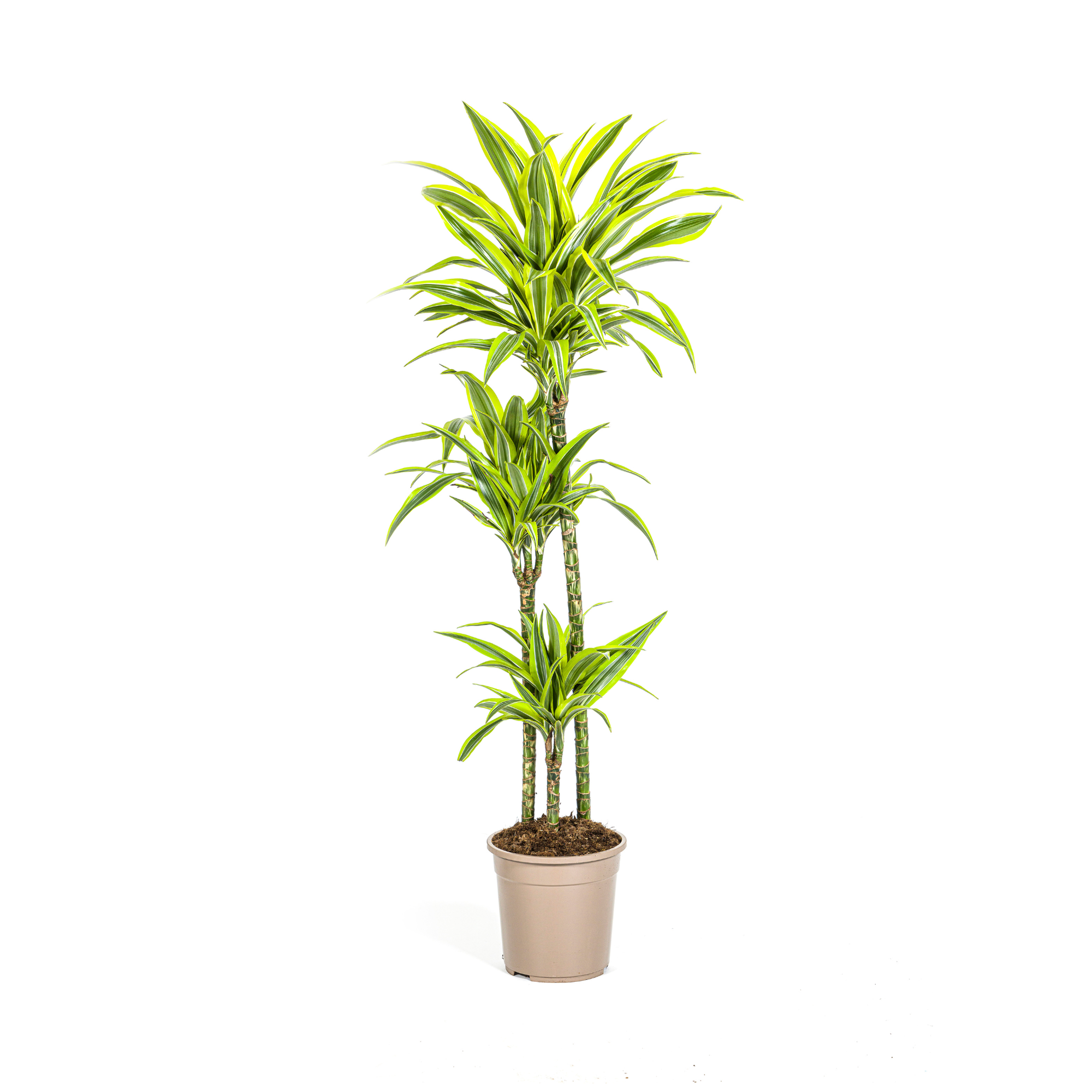 Drachenbaum - Dracaena Deremensis Lemon Lime | 130 - 150cm | Ø24cm