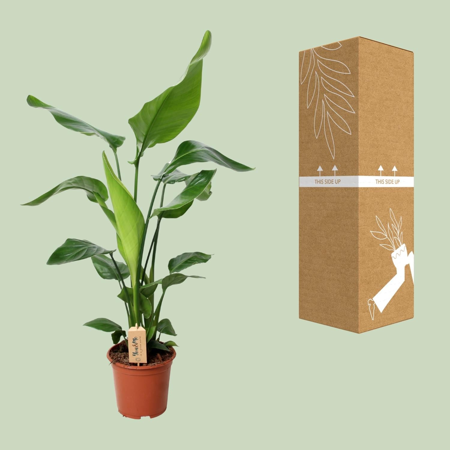 Weiße Paradiesvogelblume - Strelitzia Nicolai | 90 cm | Ø19cm