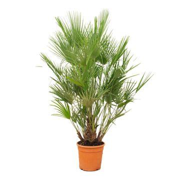 Europäische Zwergpalme - Chamaerops Humilis | 190cm