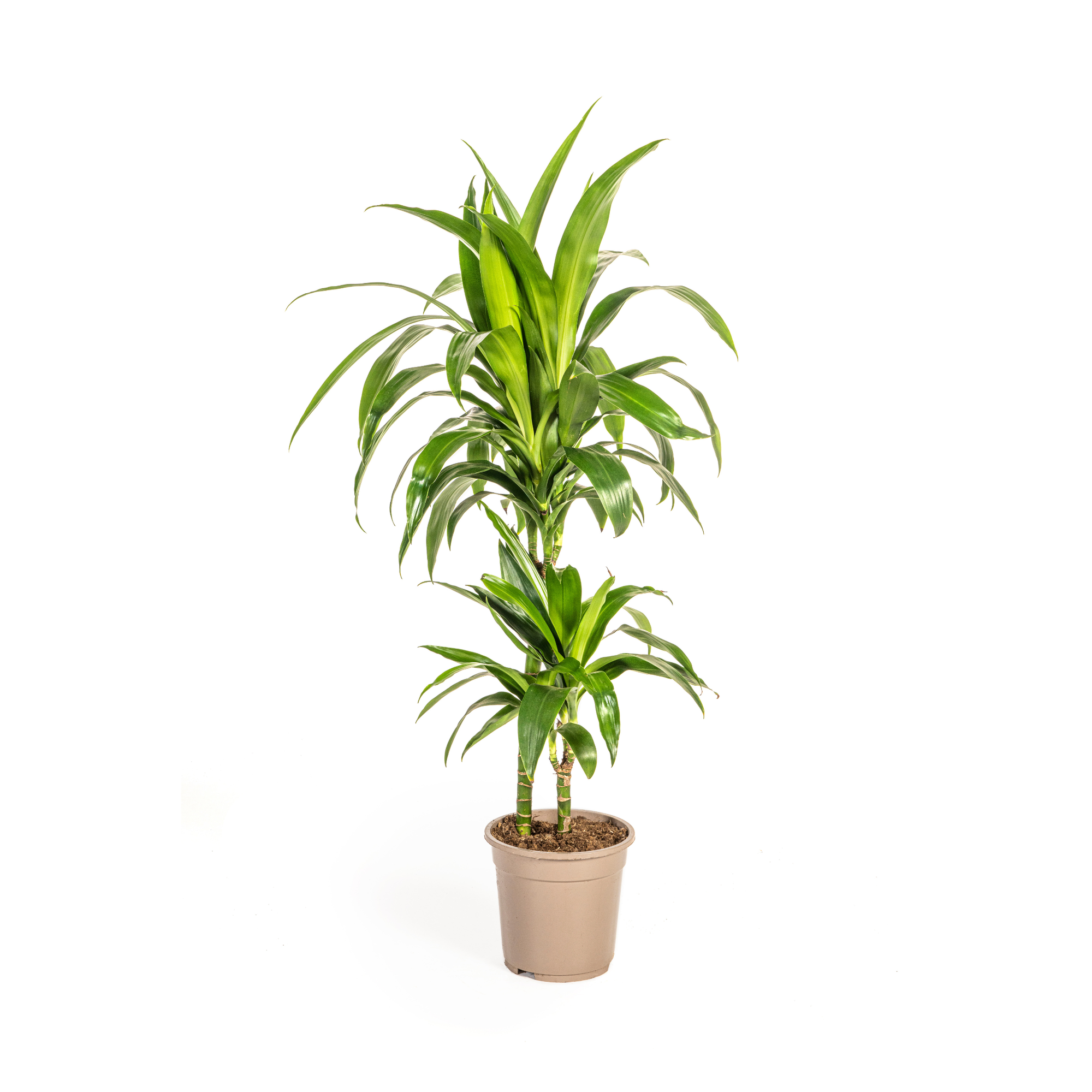 Drachenbaum - Dracaena Deremensis Lisa | 70 - 90cm | Ø19cm