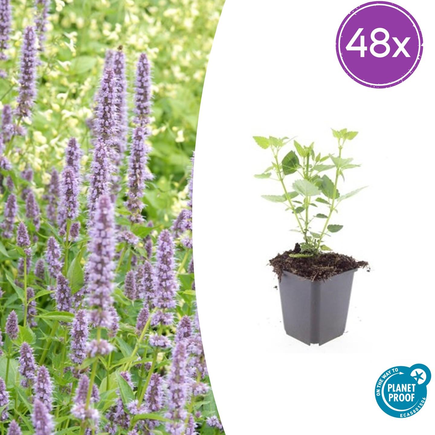 48x Duftnessel - Agastache 'Blue Fortune' | 10-25cm | Ø9cm