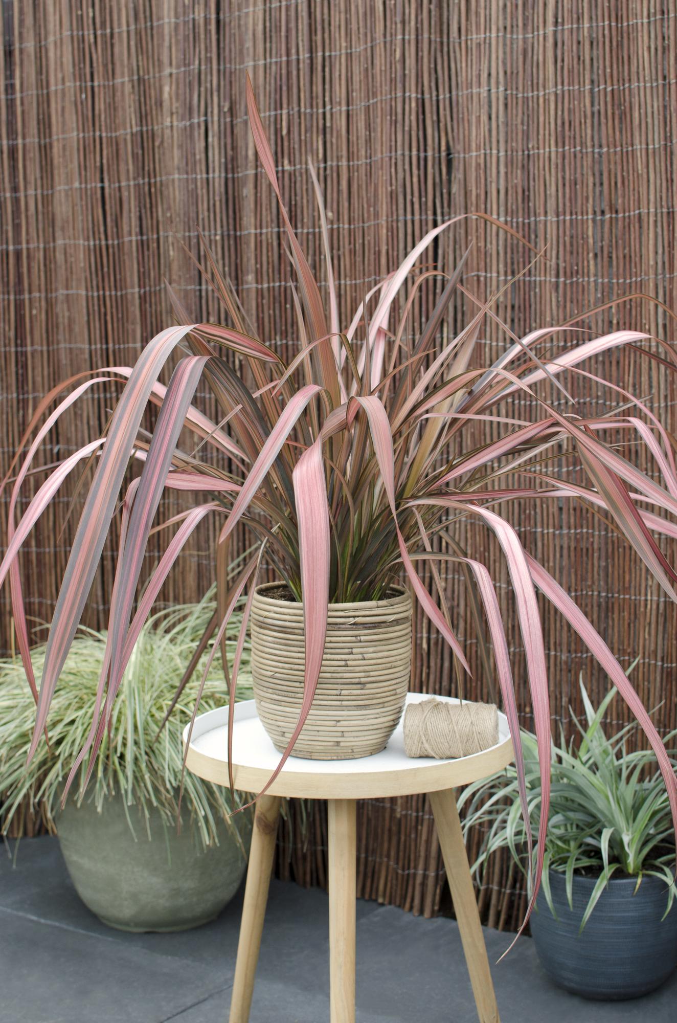 Neuseeländer Flachs – Phormium 'Pink Flamingo' | 50 cm | Topf Ø14 cm