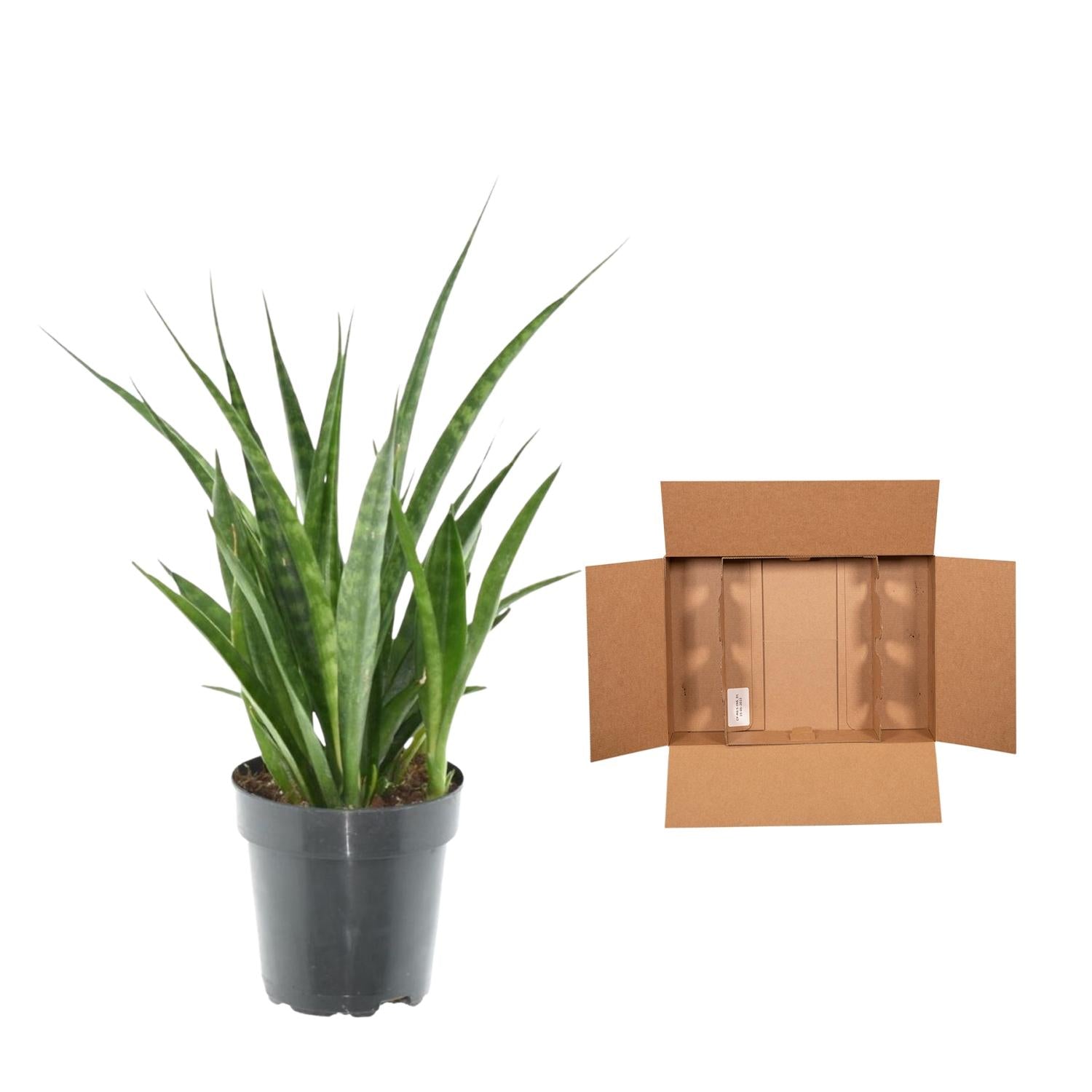 Schlangenpflanze - Sansevieria kirkii 'Friends' | 38 cm | Ø12cm