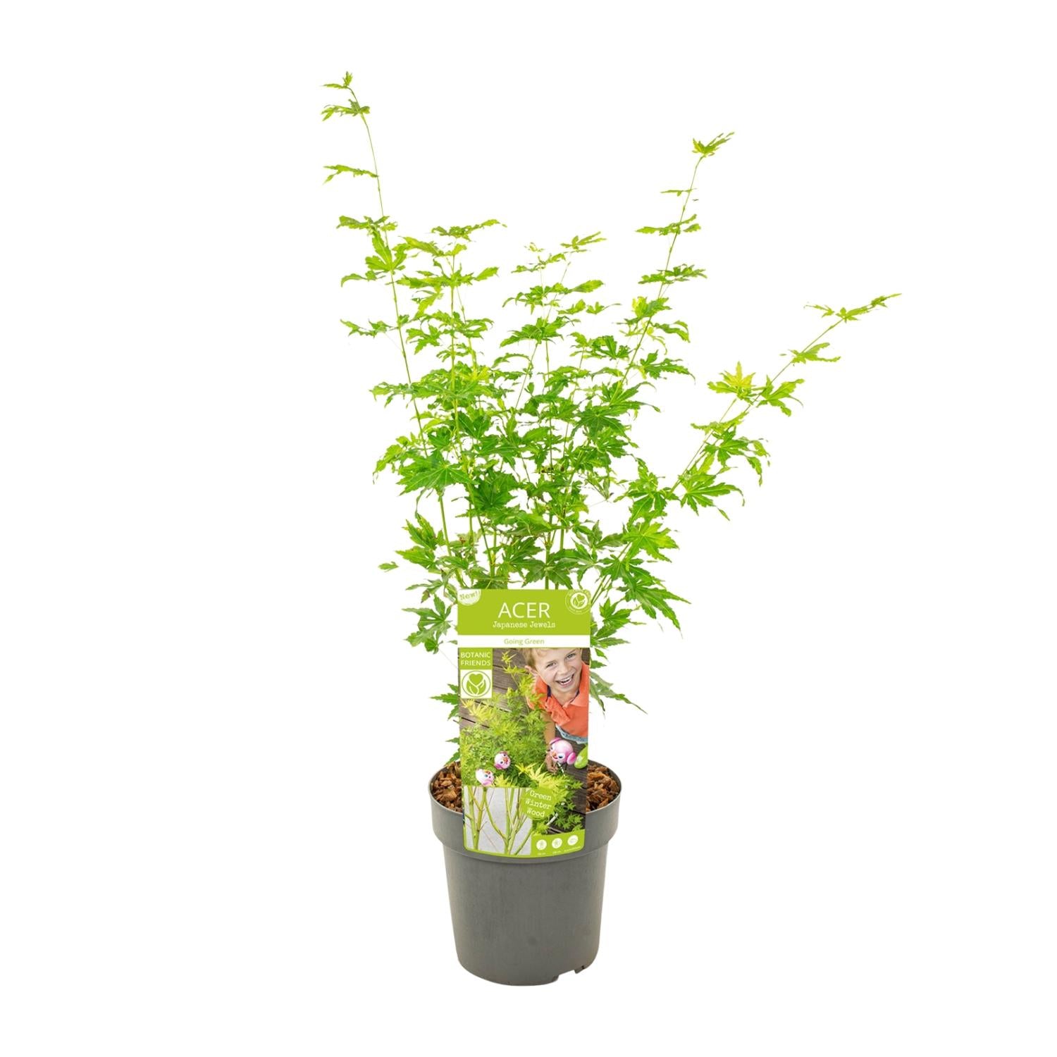 Japanischer Ahorn - Acer palmatum Going Green | 50 cm | Ø19 cm