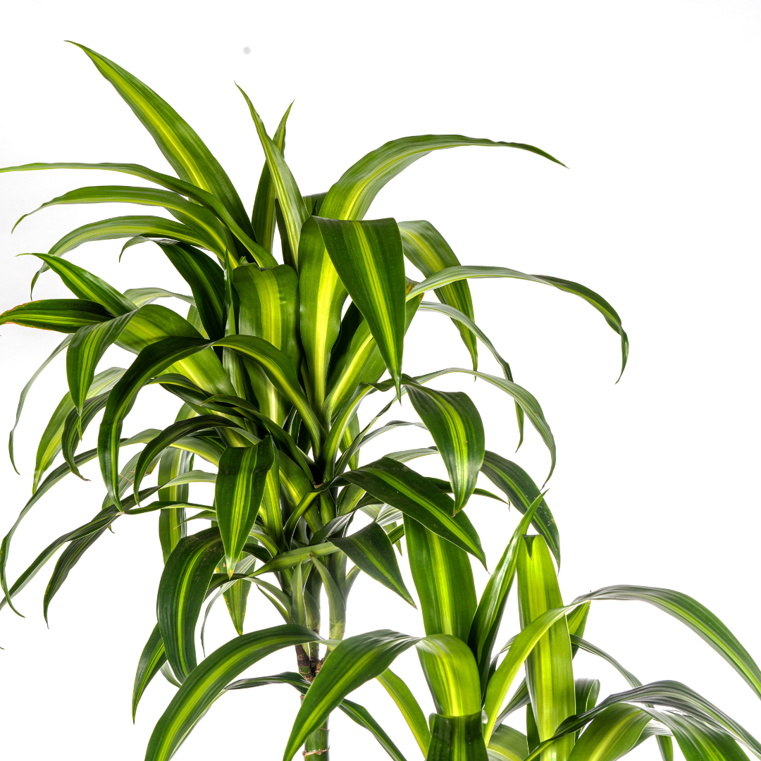 Drachenbaum - Dracaena Deremensis Hawaiian Sunshine | 170 - 190cm |  Ø27cm