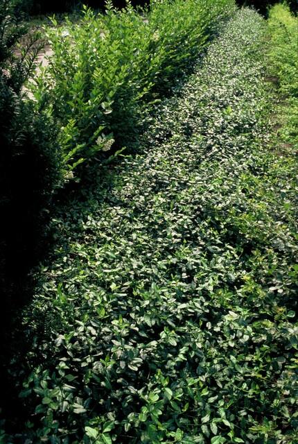 48x Rankender Spindelstrauch - Euonymus fort. 'Dart's Blanket' | 10-25cm | Ø9cm
