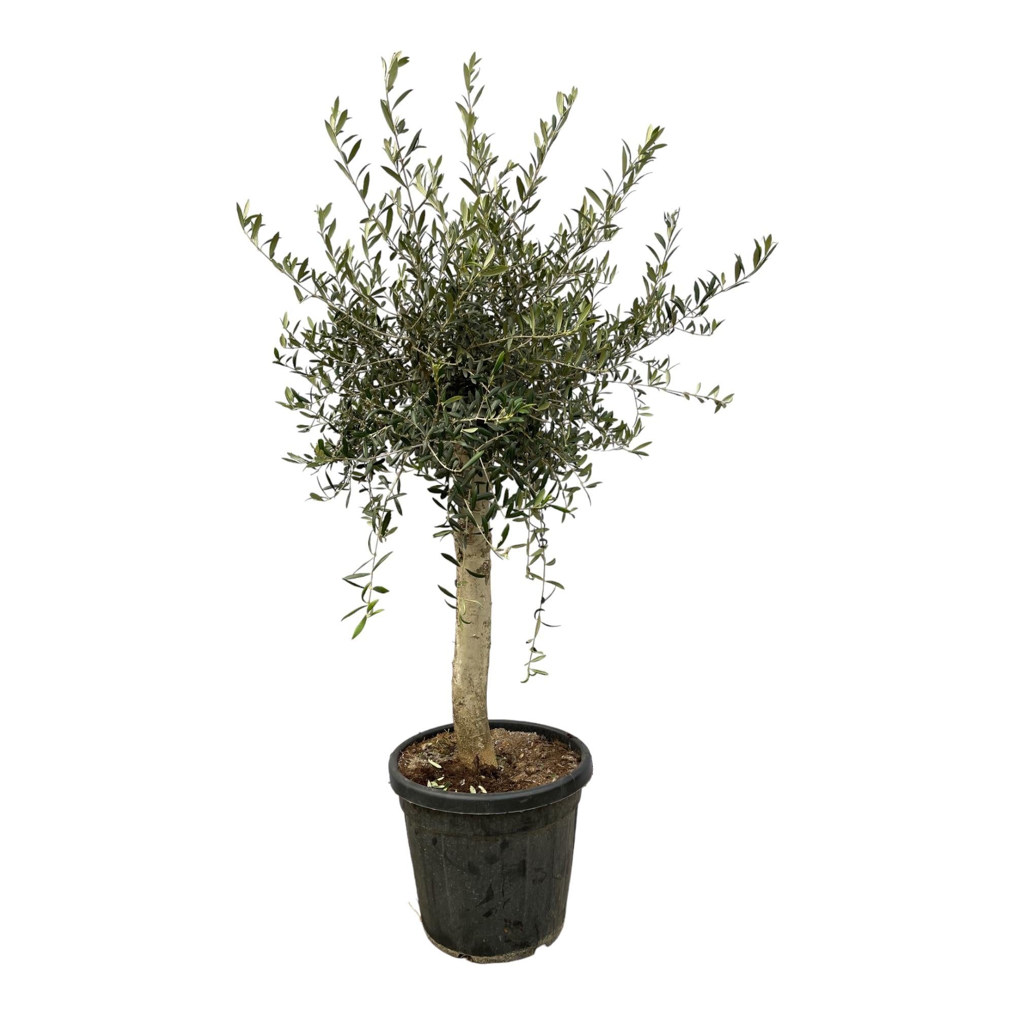 Lorbeer-Olivenbaum - Olea Lorc | 180 cm | Ø40cm
