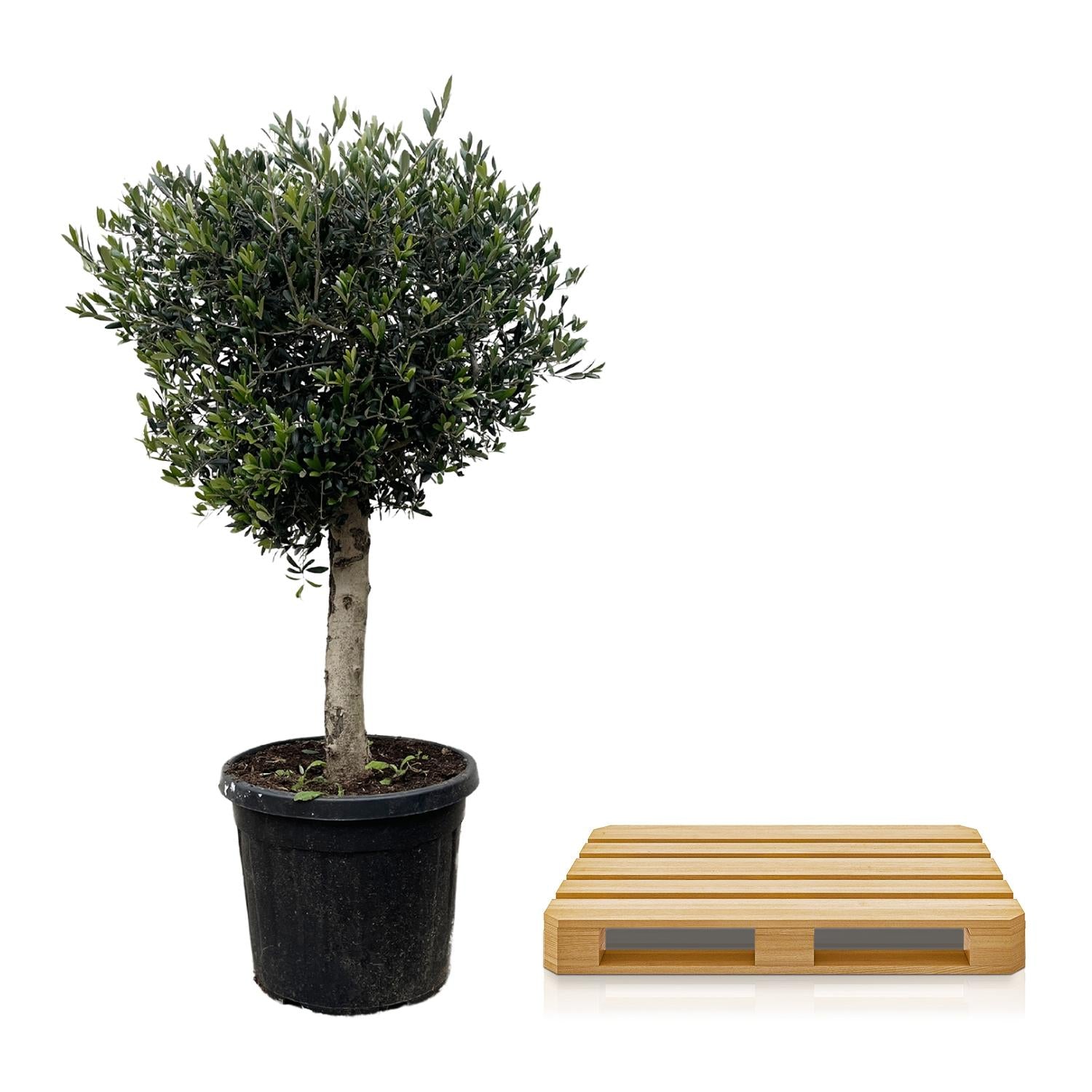 Lorbeer-Olivenbaum - Olea Europaea Lorc | 180cm | Ø50