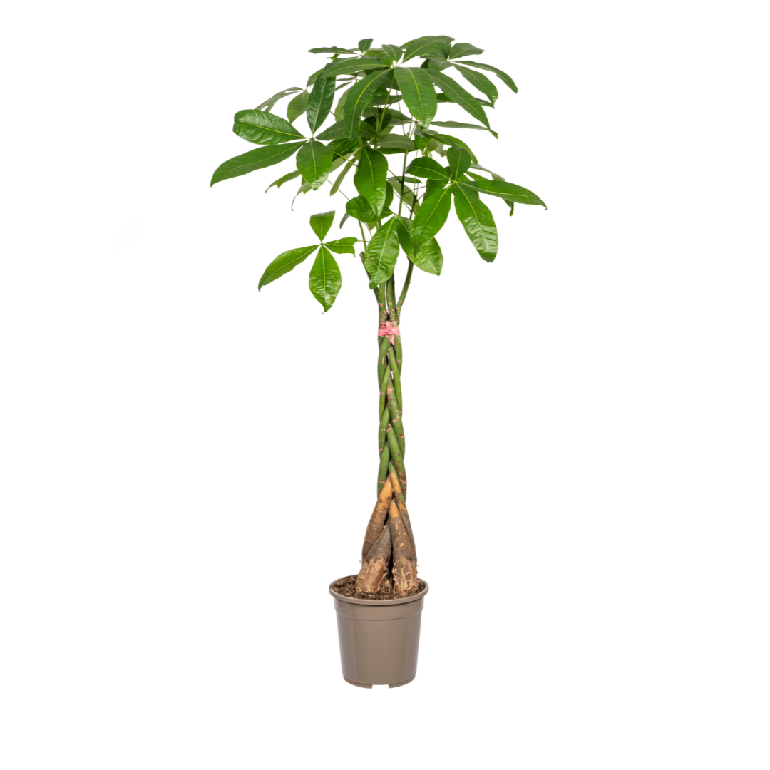 Glückskastanie - Geldbaum - Pachira Aquatica | 120 - 140cm | Ø24cm