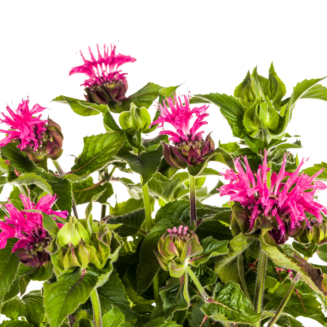 Purpur-Malve - Monarda Didyma Pink | 45-60 cm | Ø19 cm