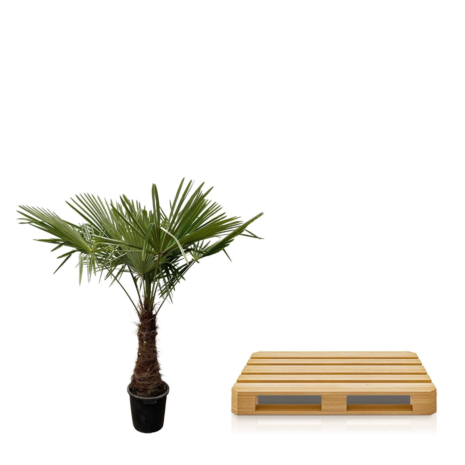 Chinesische Hanfpalme - Trachycarpus | 240cm | Ø45 cm