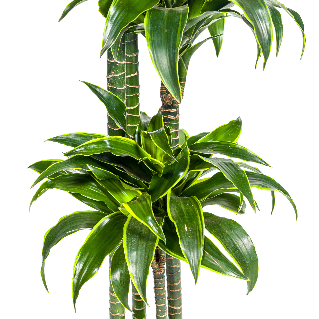 Goldener Drachenbaum - Dracaena Deremensis Dorado | 170 - 190cm | Ø27cm