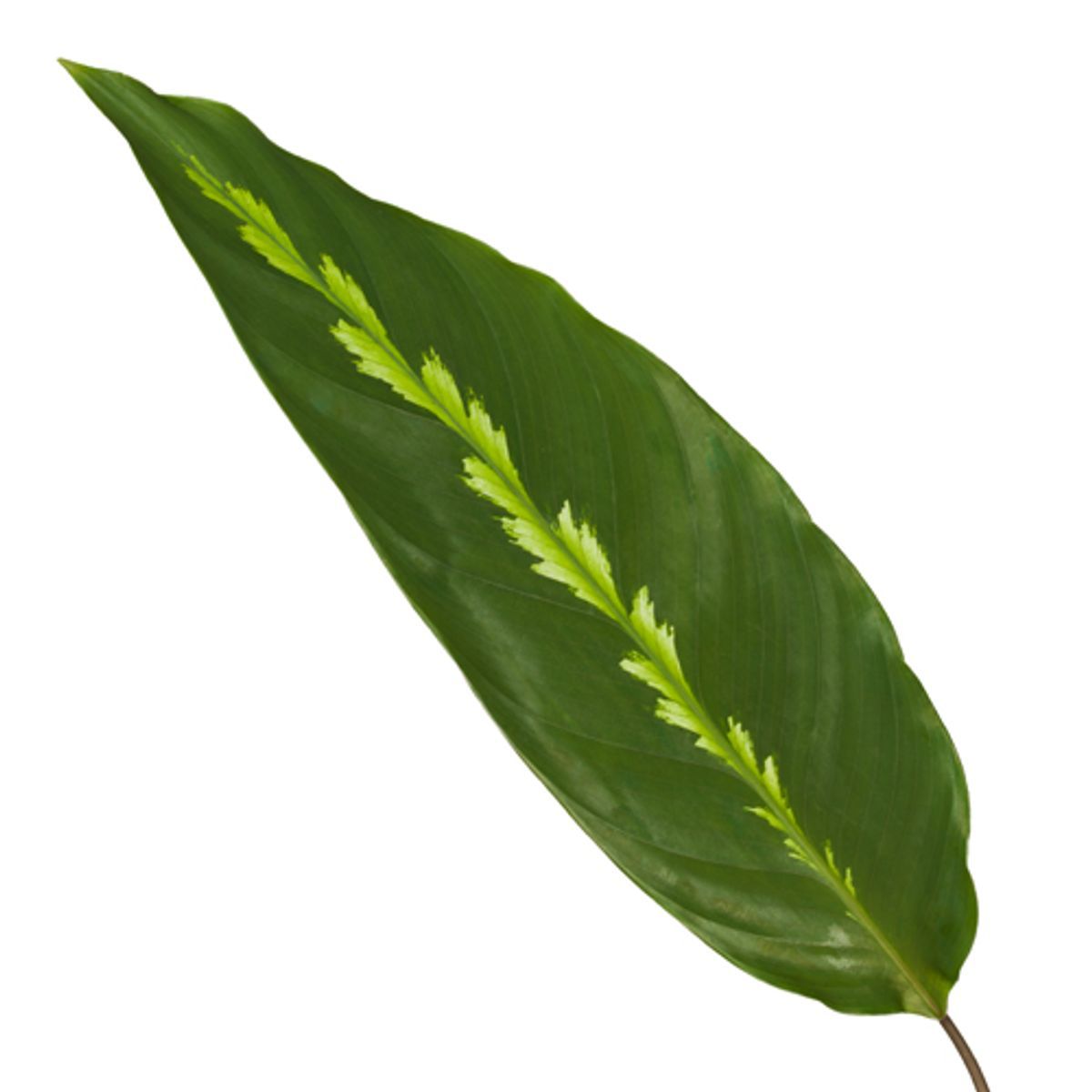 Korbmarante - Calathea Maui Queen | 35 cm | Ø12cm