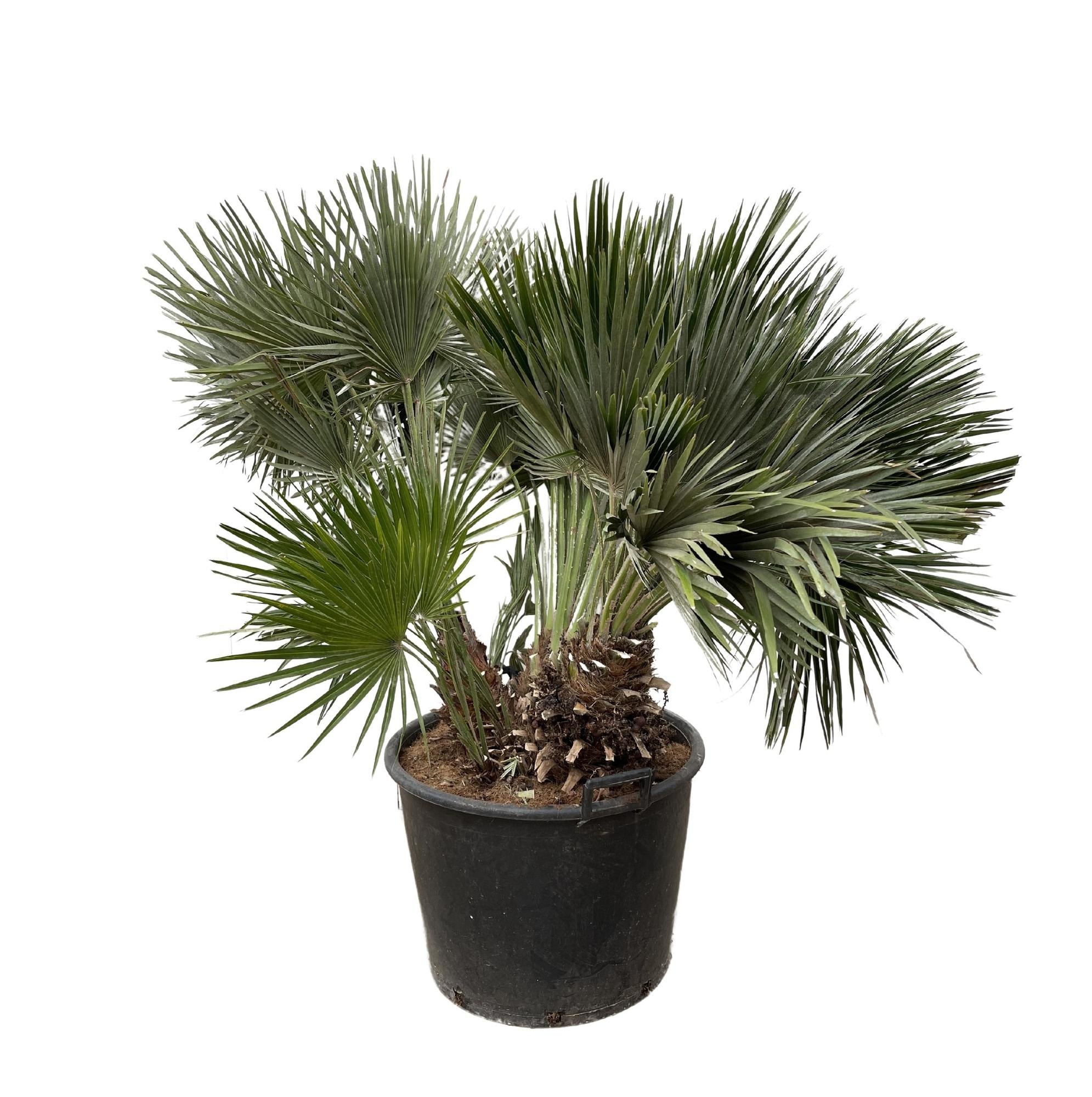Chamaerops Humilis compact - Europäische Zwergpalme | 120 cm | Ø80 cm