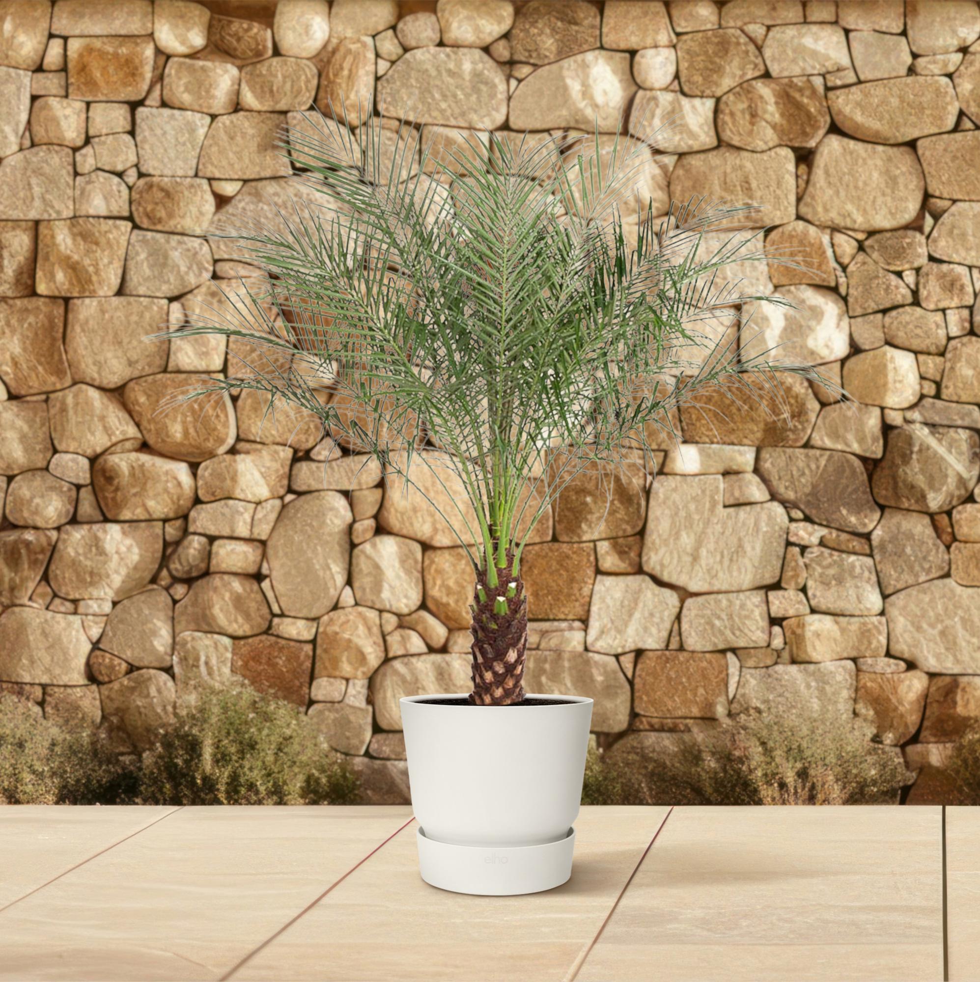 Phoenix Roebelenii - Zwergdattelpalme | 190 cm | Ø40 cm