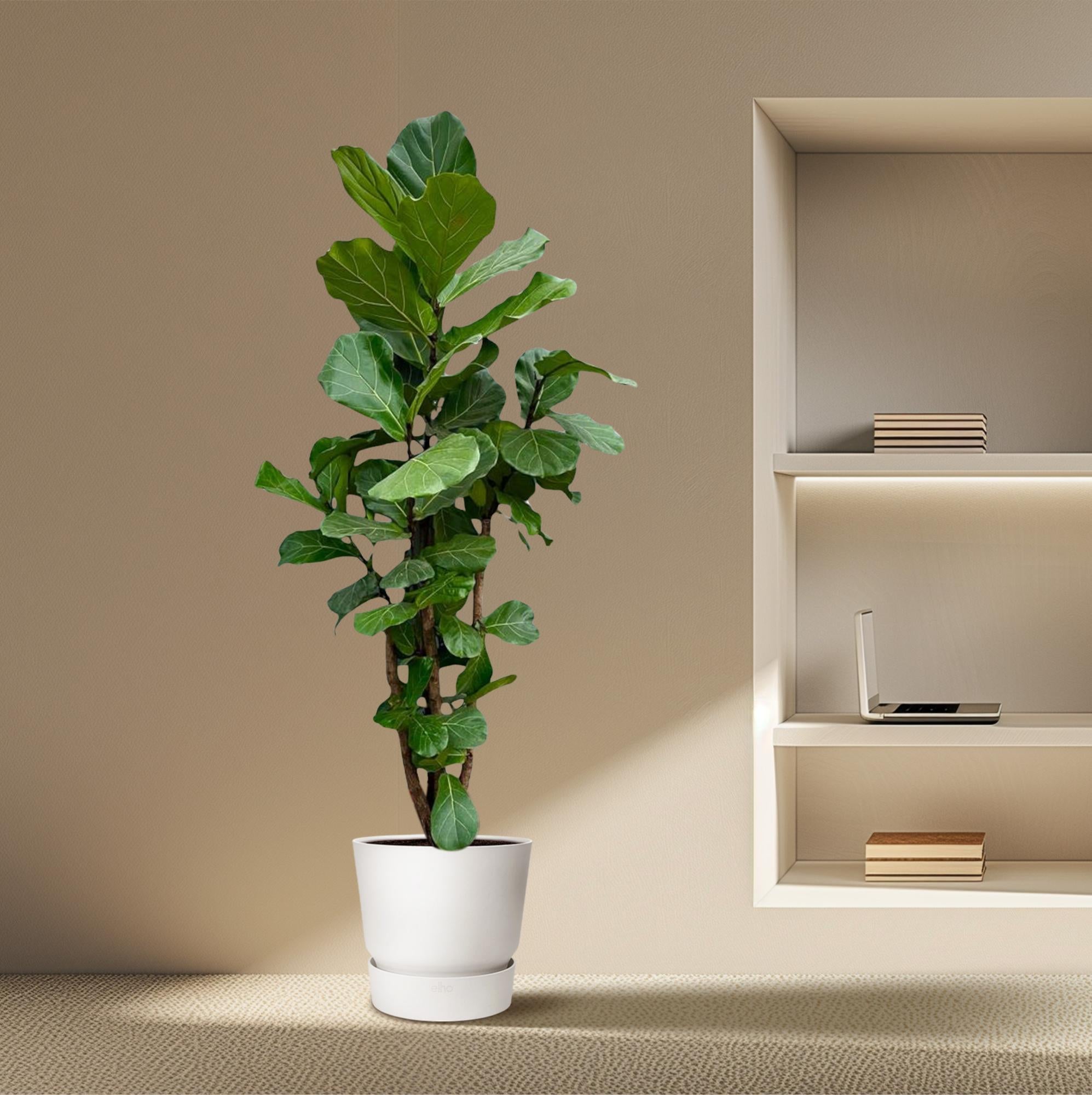 Ficus Lyrata vertakt - Geigenfeige XXL | 220 cm | Ø40 cm