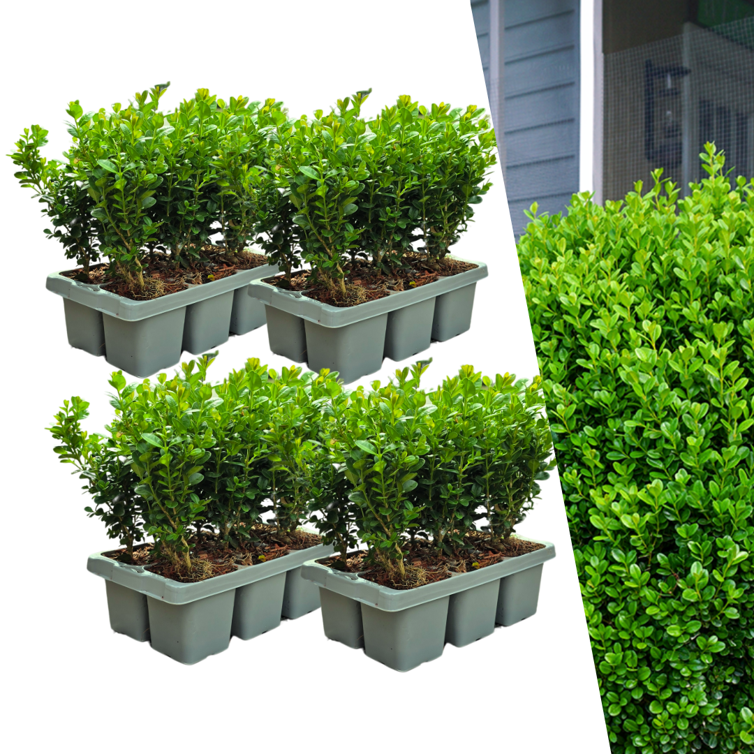 24x Buchsbaum 'NewGen Freedom' | je Ø7 cm – ↕15 cm