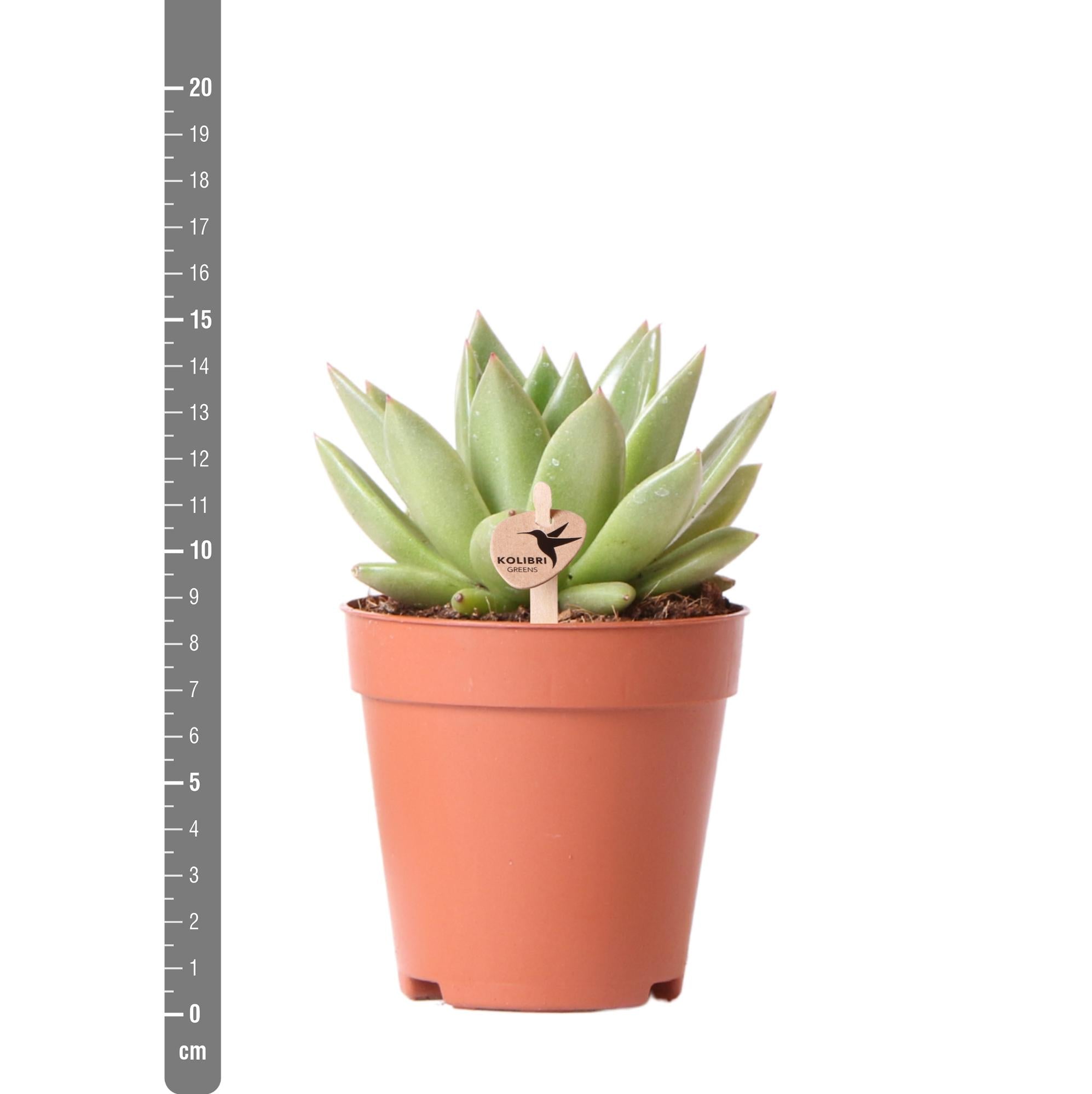 Echeveria Miranda – Sukkulente Zimmerpflanze | Ø9 cm