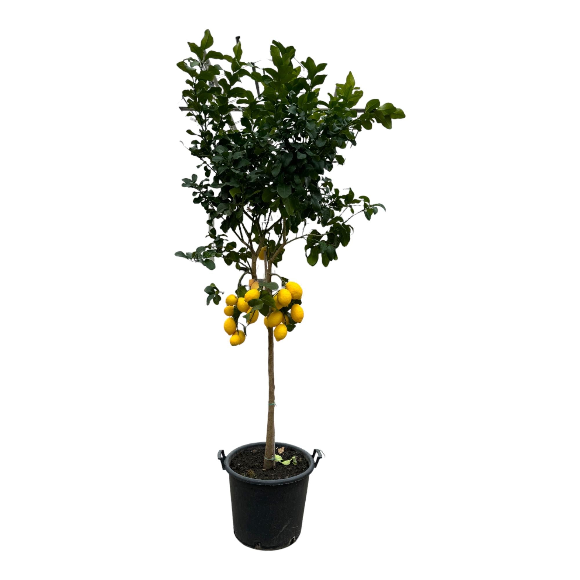 Zitronenbaum - Citrus Lemon | 260 cm | Ø50cm