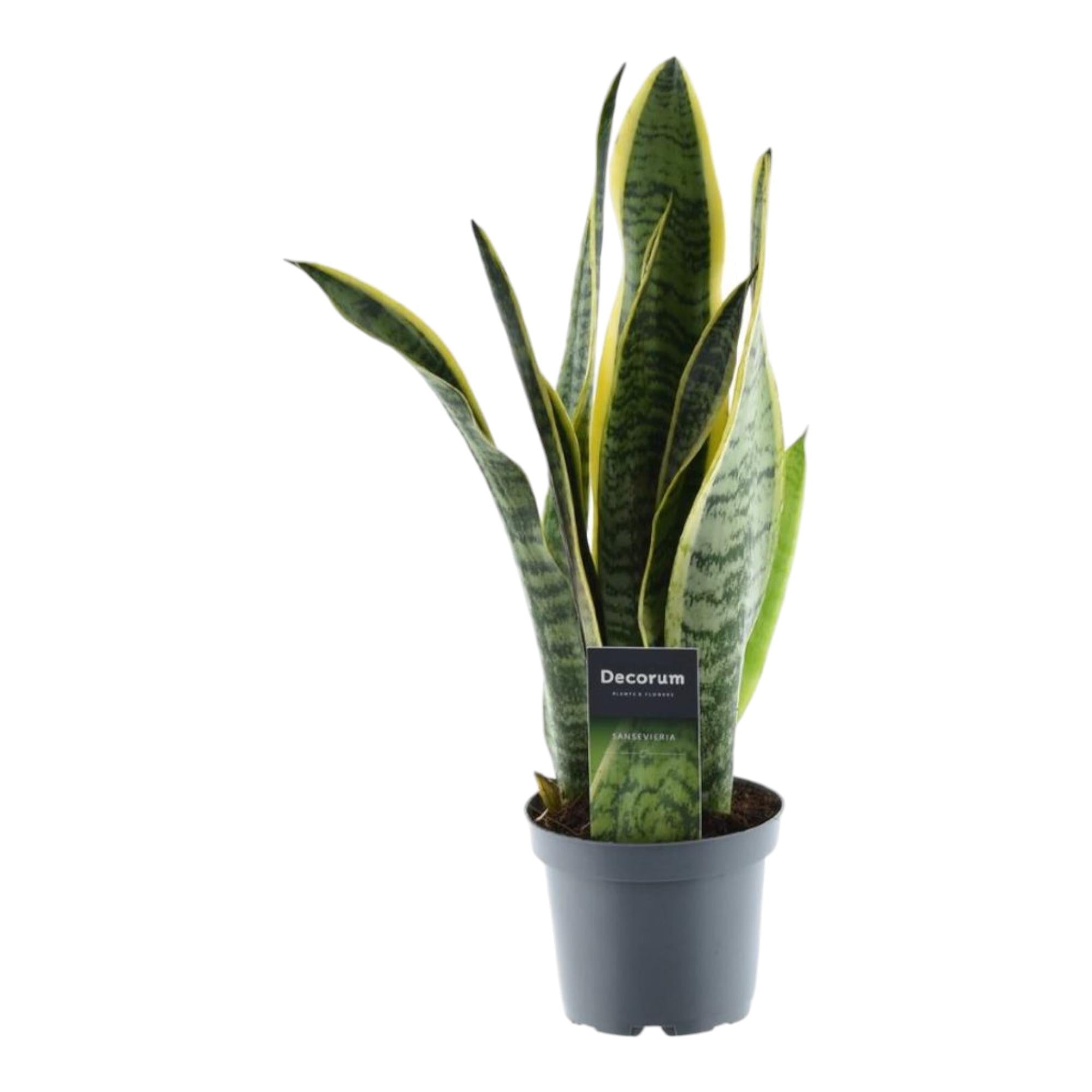 Schlangenpflanze/ Bogenhanf - Sansevieria Laurentii | 45 cm | Ø12
