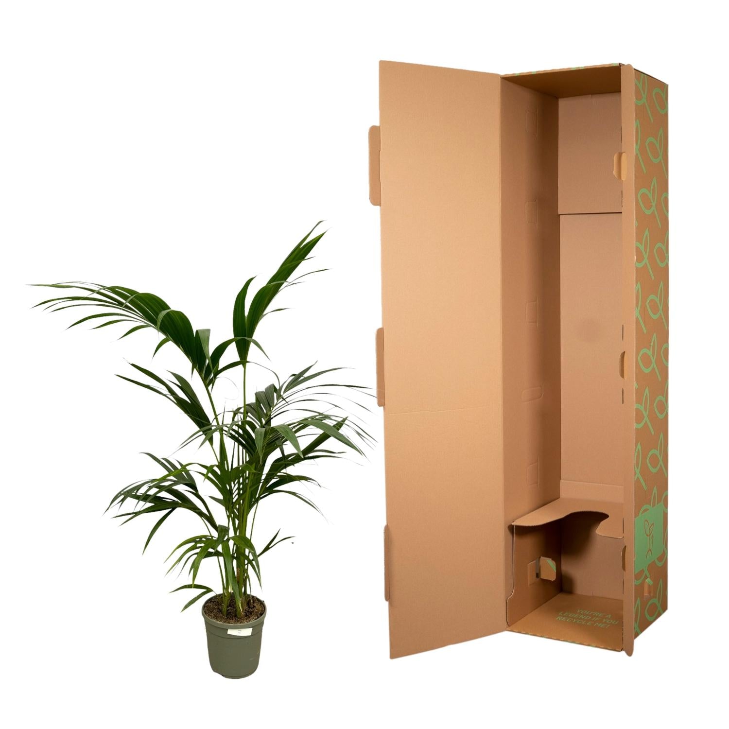 Kentiapalme - Kentia Palm | 130 cm | Ø21cm