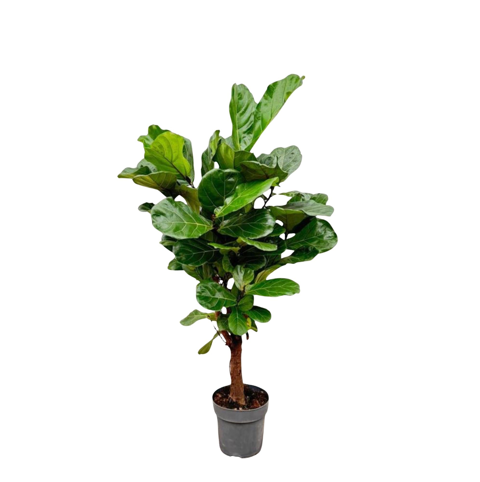 Geigenfeige - Ficus Lyrata | 140-160 cm | Ø27-30 cm