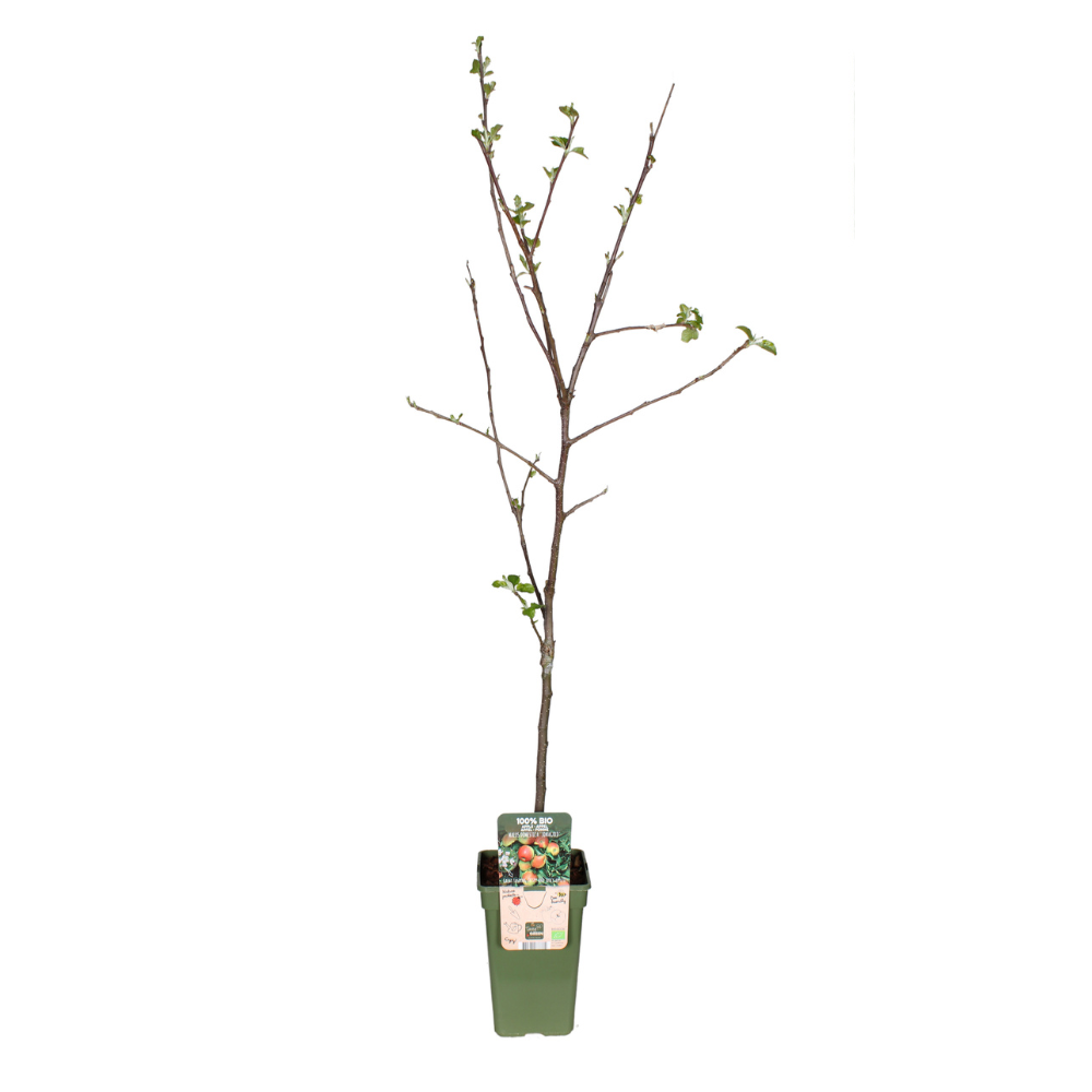 Apfelbaum Jonagold - Malus Domestica Jonagold | 60 cm | Ø19 cm