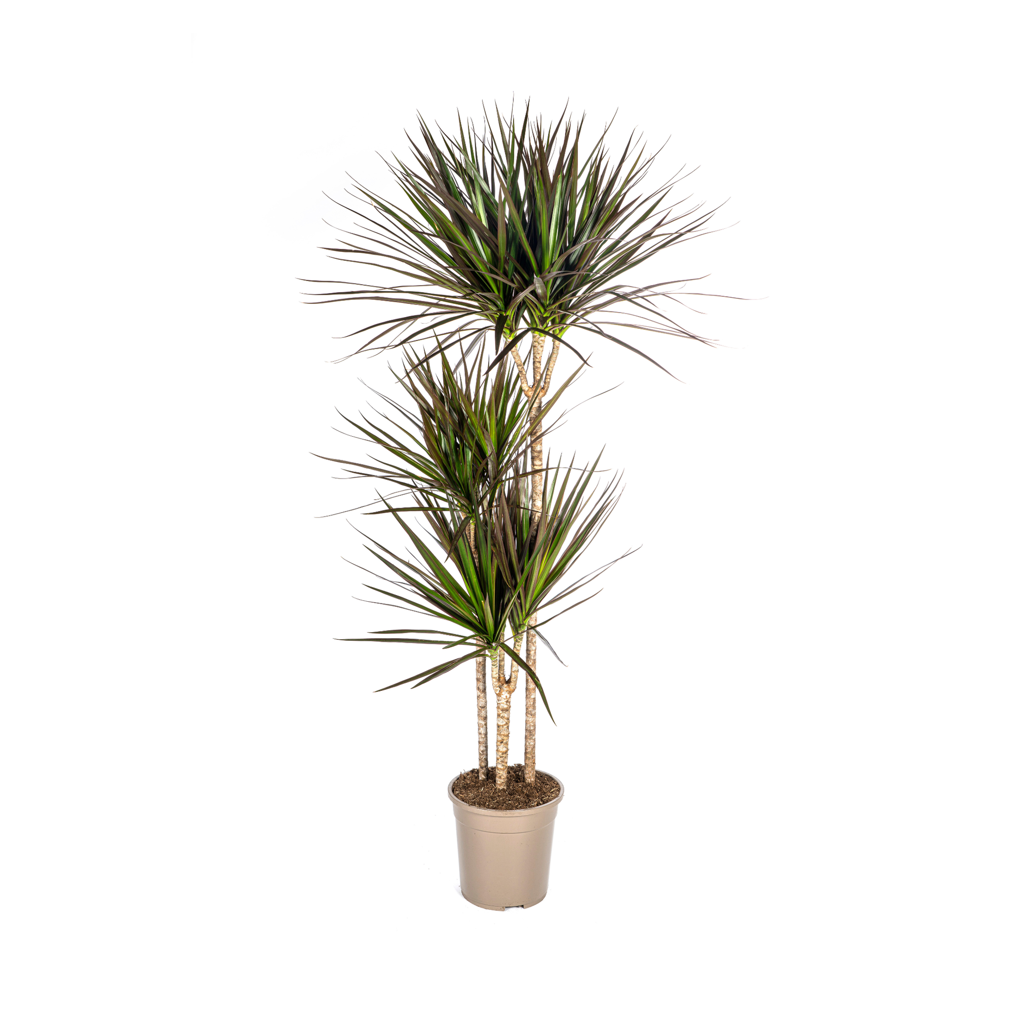 Drachenbaum - Dracaena Marginata Magenta | 130 - 150cm | Ø24cm