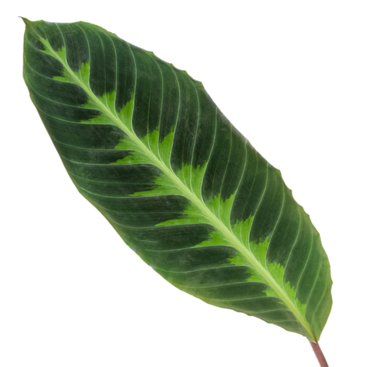 Samtige Korbmarante - Calathea Warscewiczii | 80 cm| Ø19cm
