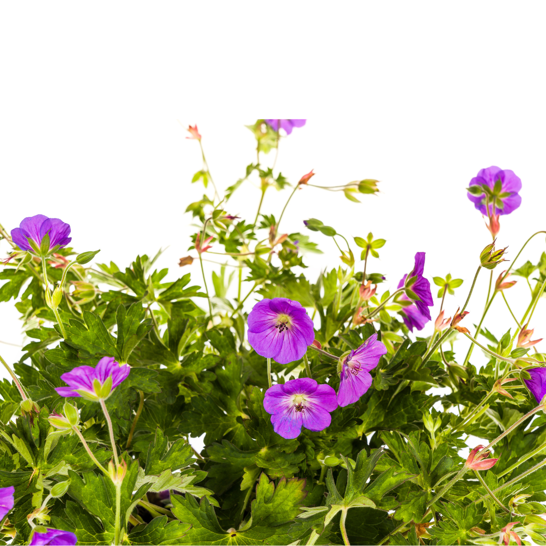Rosannas Storchschnabel - Geranium Rozanne Purple | ↕20-30 cm | Ø19 cm