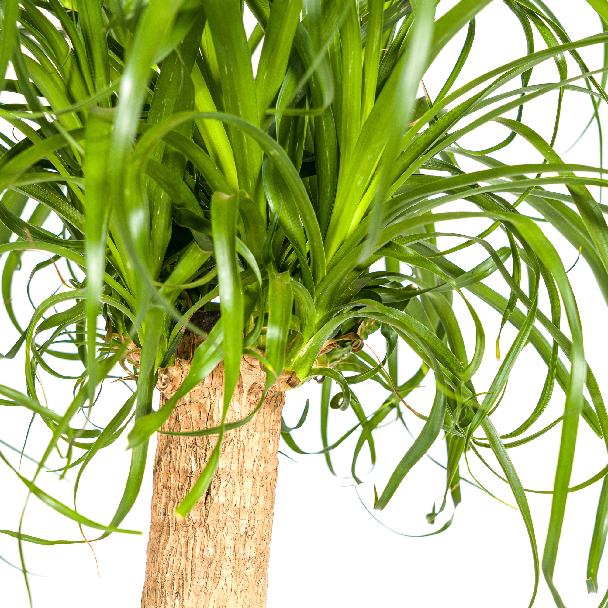 Elefantenfuß – Beaucarnea Recurvata | 80–100 cm | Ø24 cm