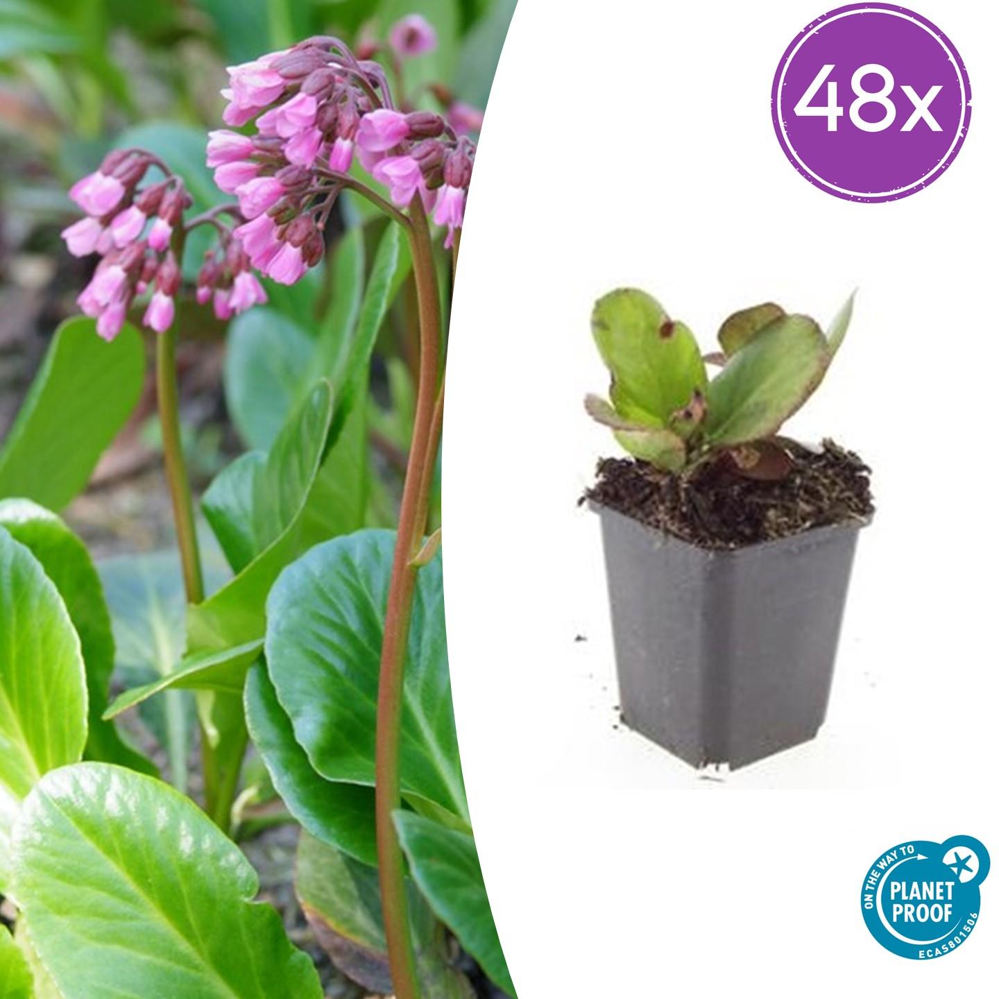 48x Herbstblüte - Bergenia cordifolia 'Herbstblüte' | 10-25cm | Ø9cm