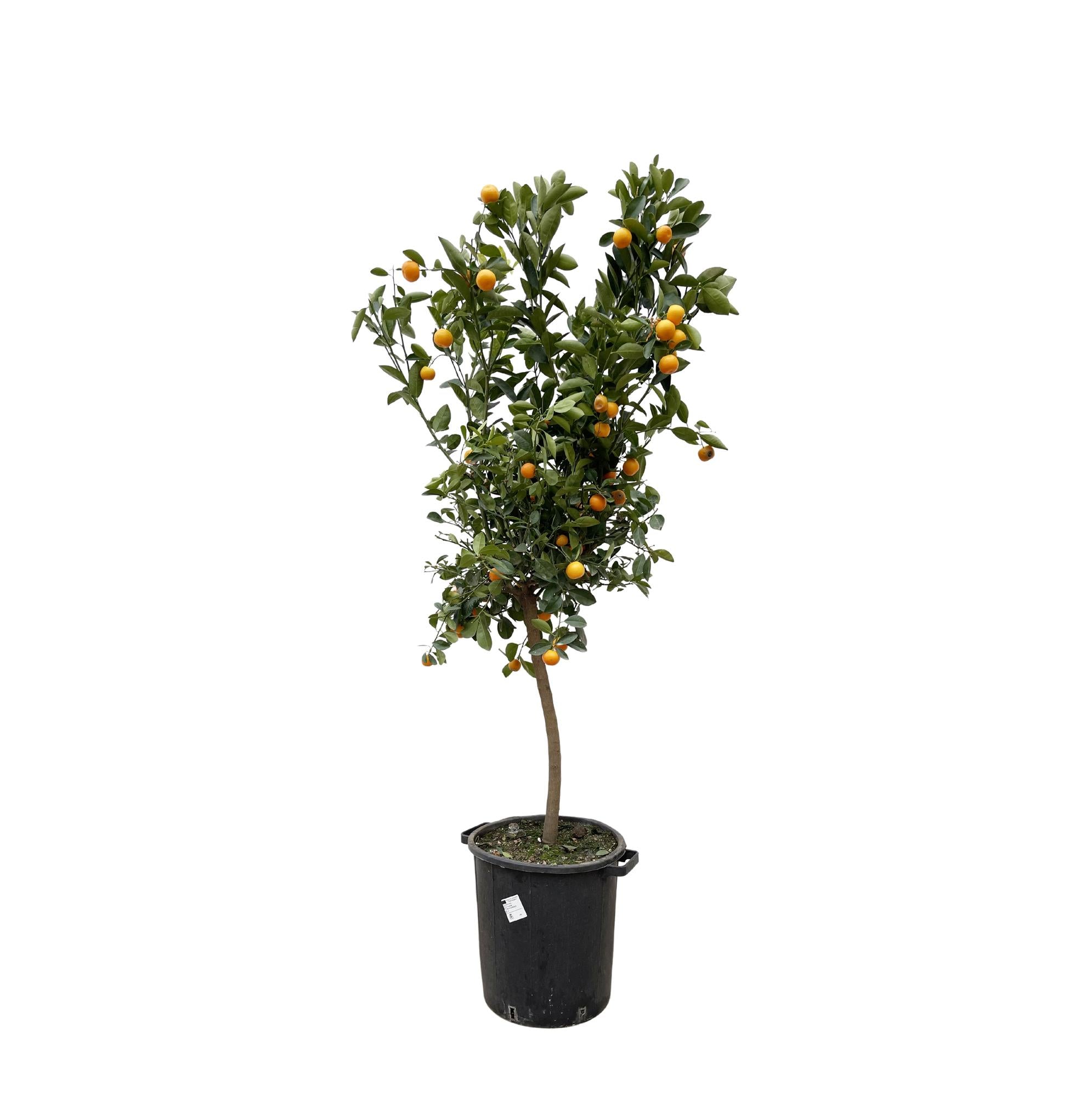 Calamondinbaum - Citrus Calamondin | 200 cm| Ø40 cm