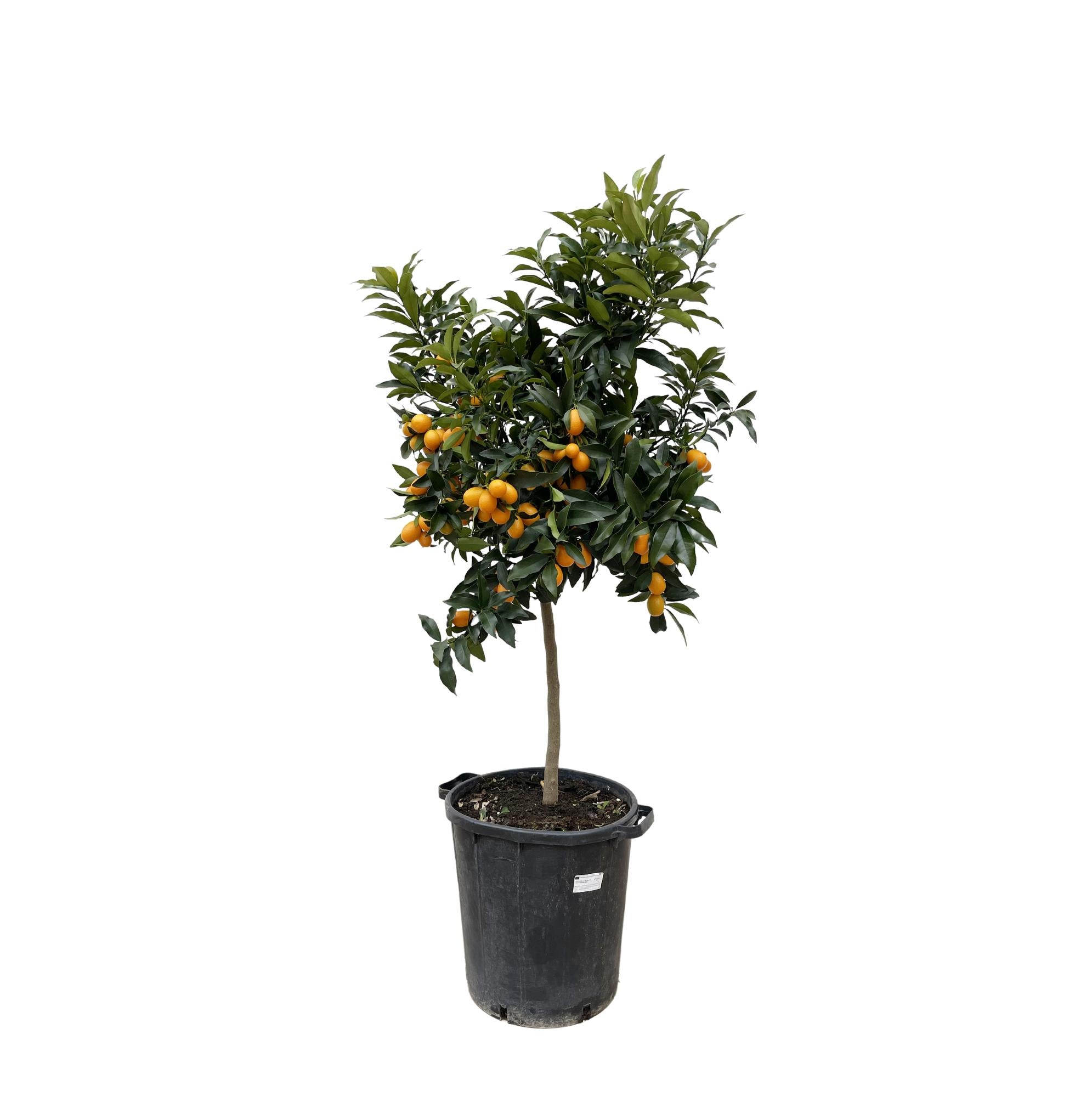 Kumquatbaum - Citrus Kumquat | 150 cm | Ø40 cm