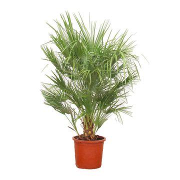 Europäische Zwergpalme - Chamaerops Humilis | 150 cm