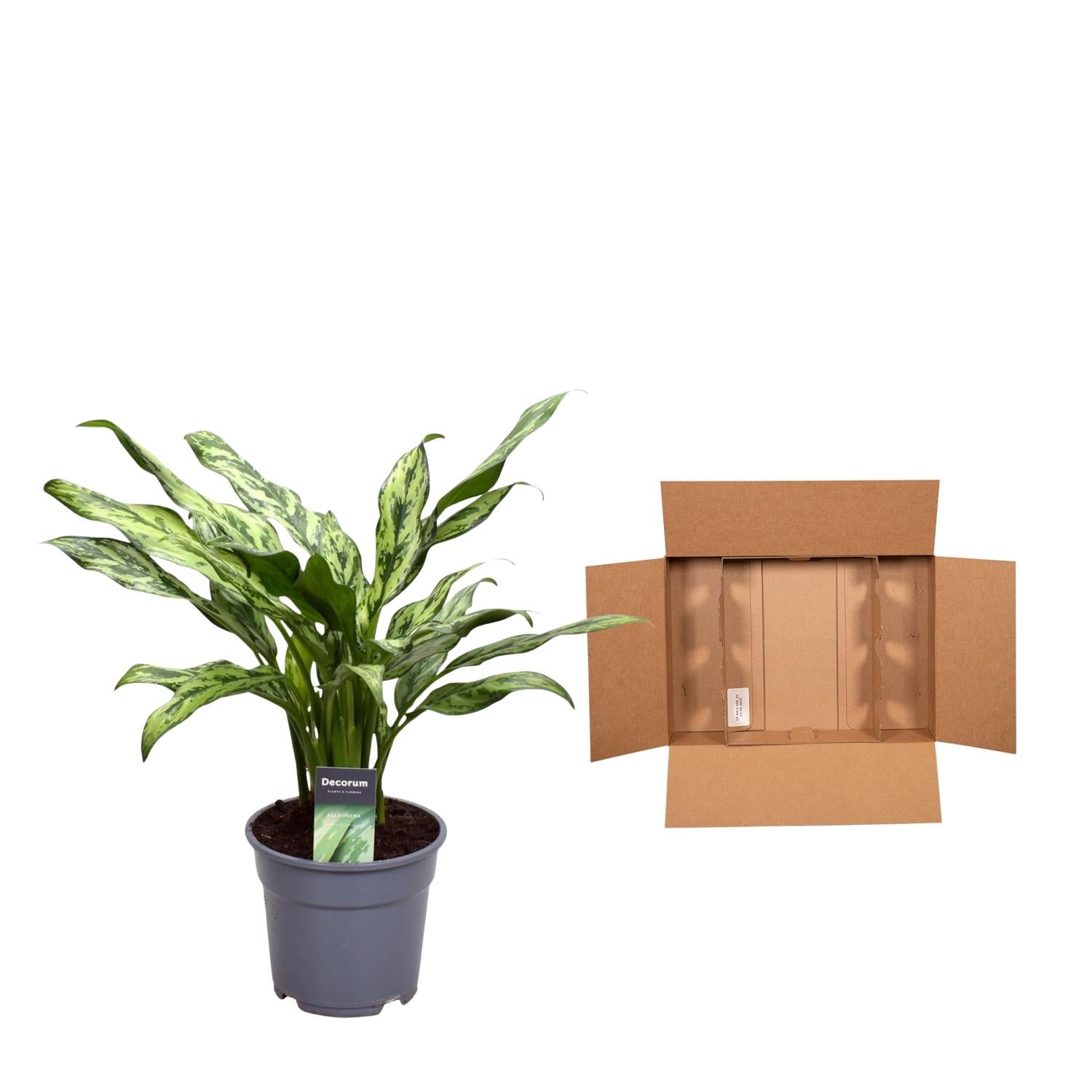 Chinesischer Immergrün - Aglaonema Juliette| 40 cm | Ø12cm