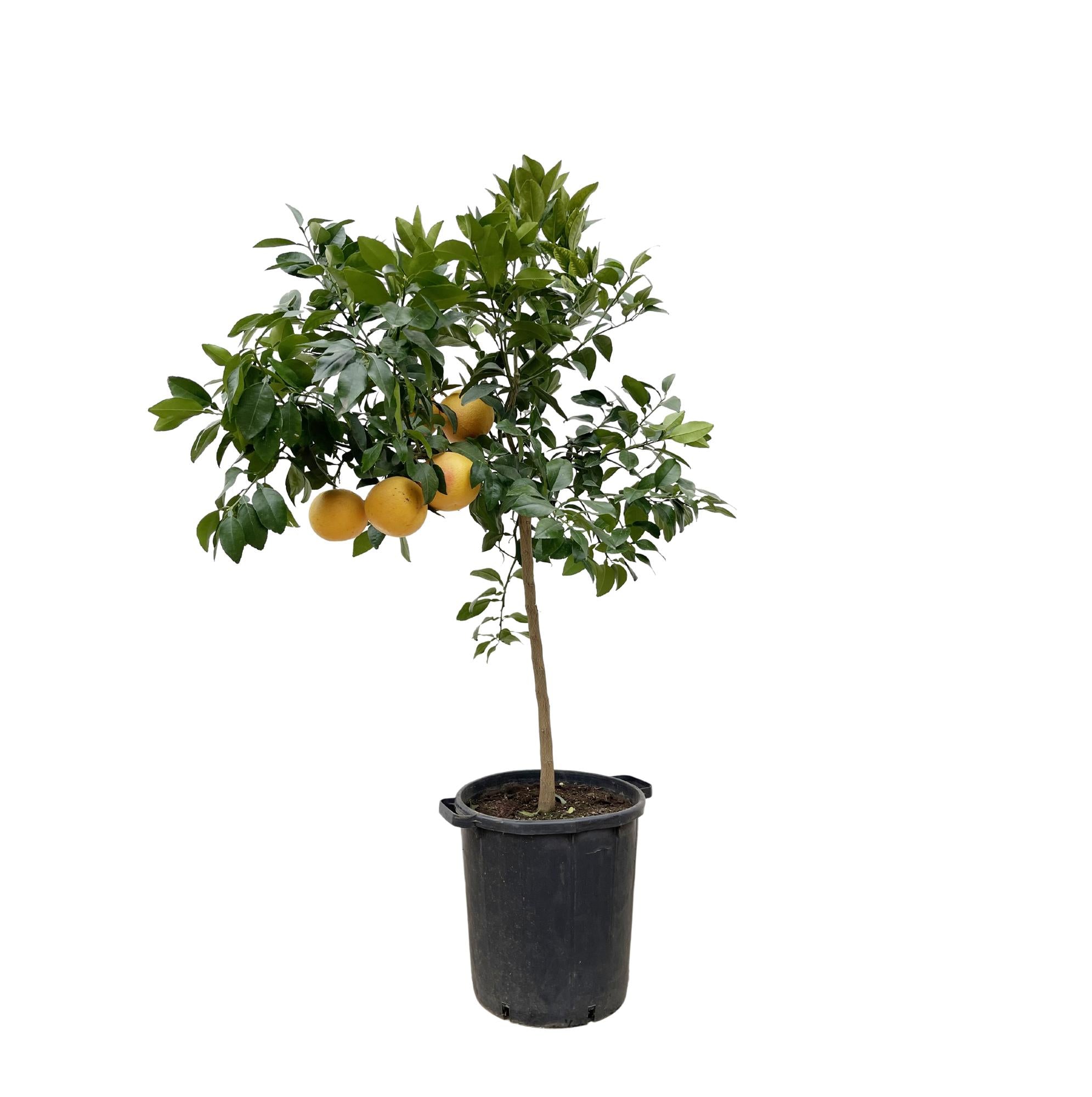 Grapefruitbaum - Citrus Pompelmo | 150 cm | Ø40 cm