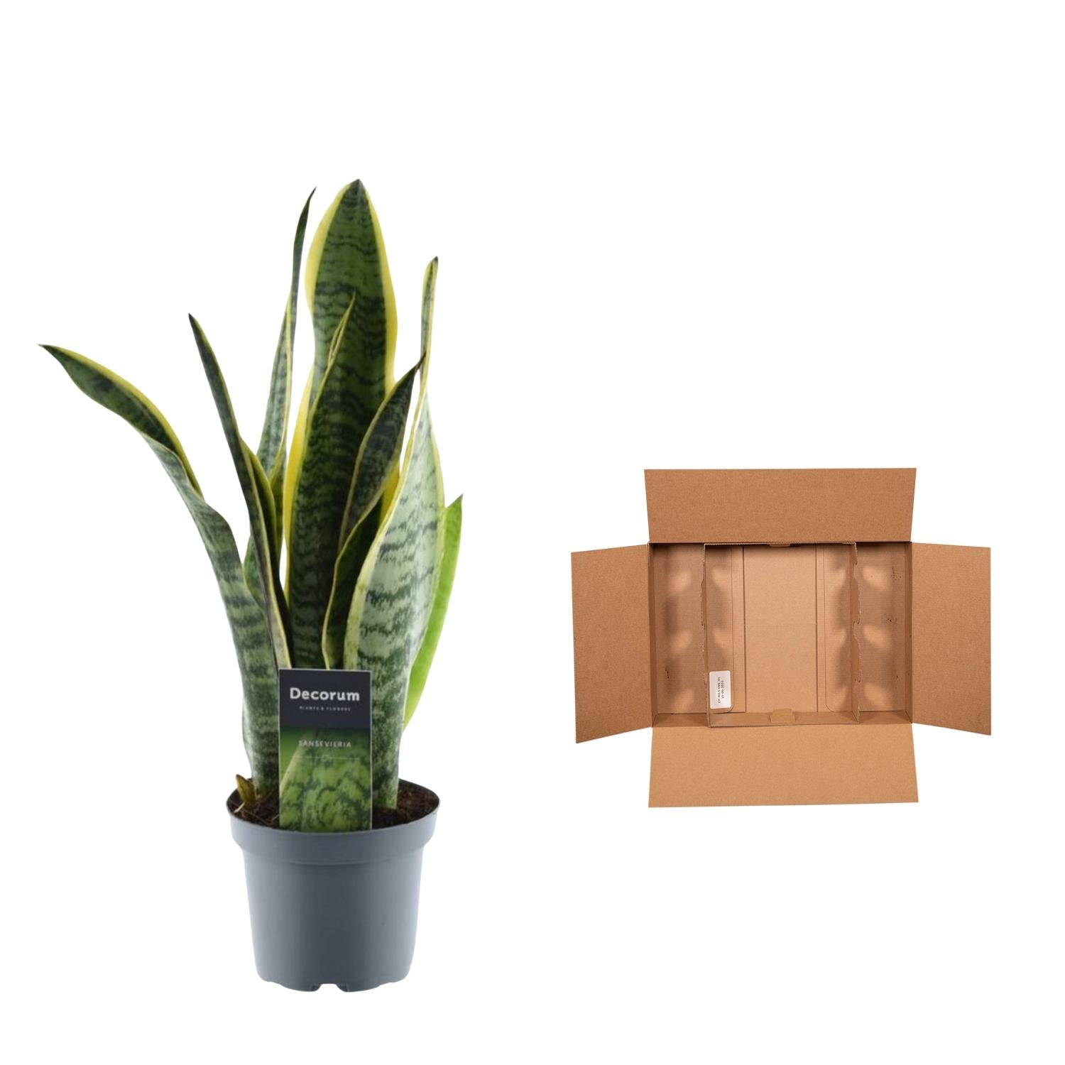 Schlangenpflanze/ Bogenhanf - Sansevieria Laurentii | 45 cm | Ø12