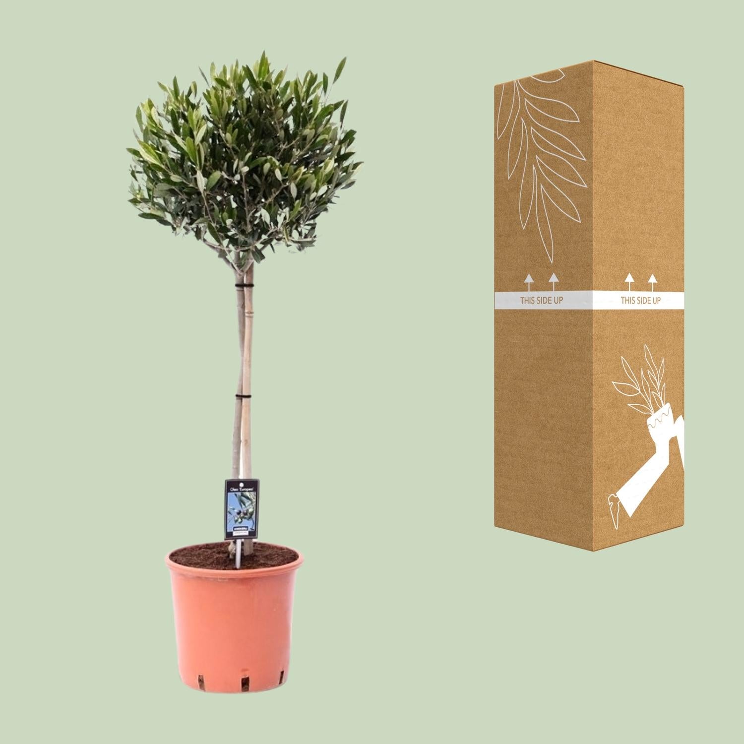 Olivenbaum – Olea europaea | 100cm | Ø22cm
