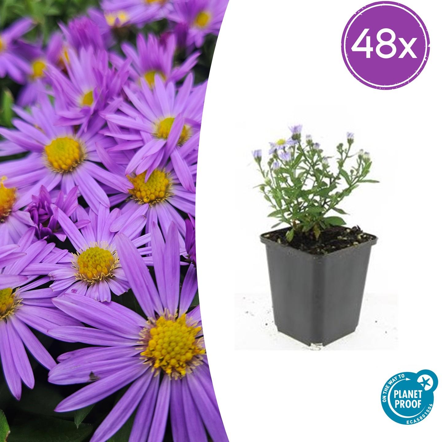 48x Herbstaster - Aster 'Prof. Anton Kippenberg' | 10-25cm | Ø9cm