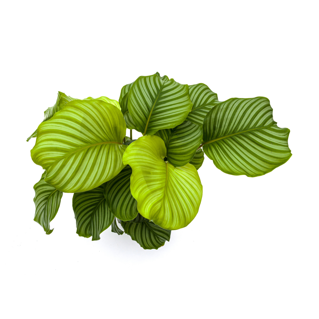 Korbmarante - Calathea Orbifolia | 70 - 90cm | Ø27cm