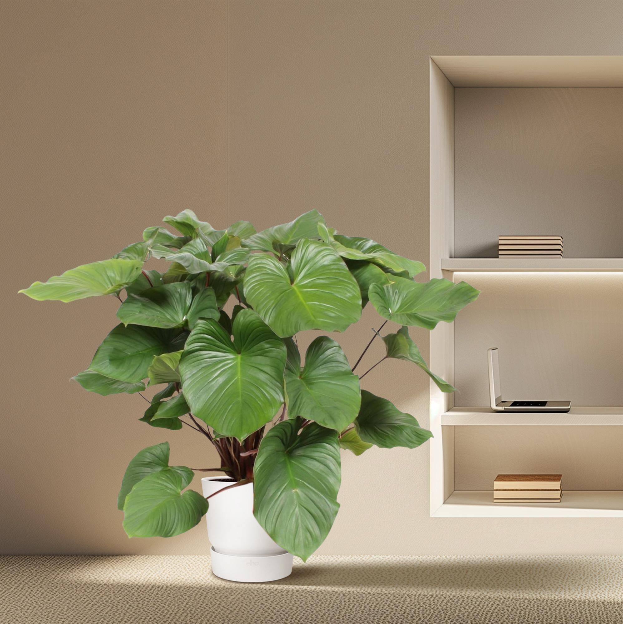 Homalomena Rubescens Maggy - Homalomena | 130 cm | Ø34 cm