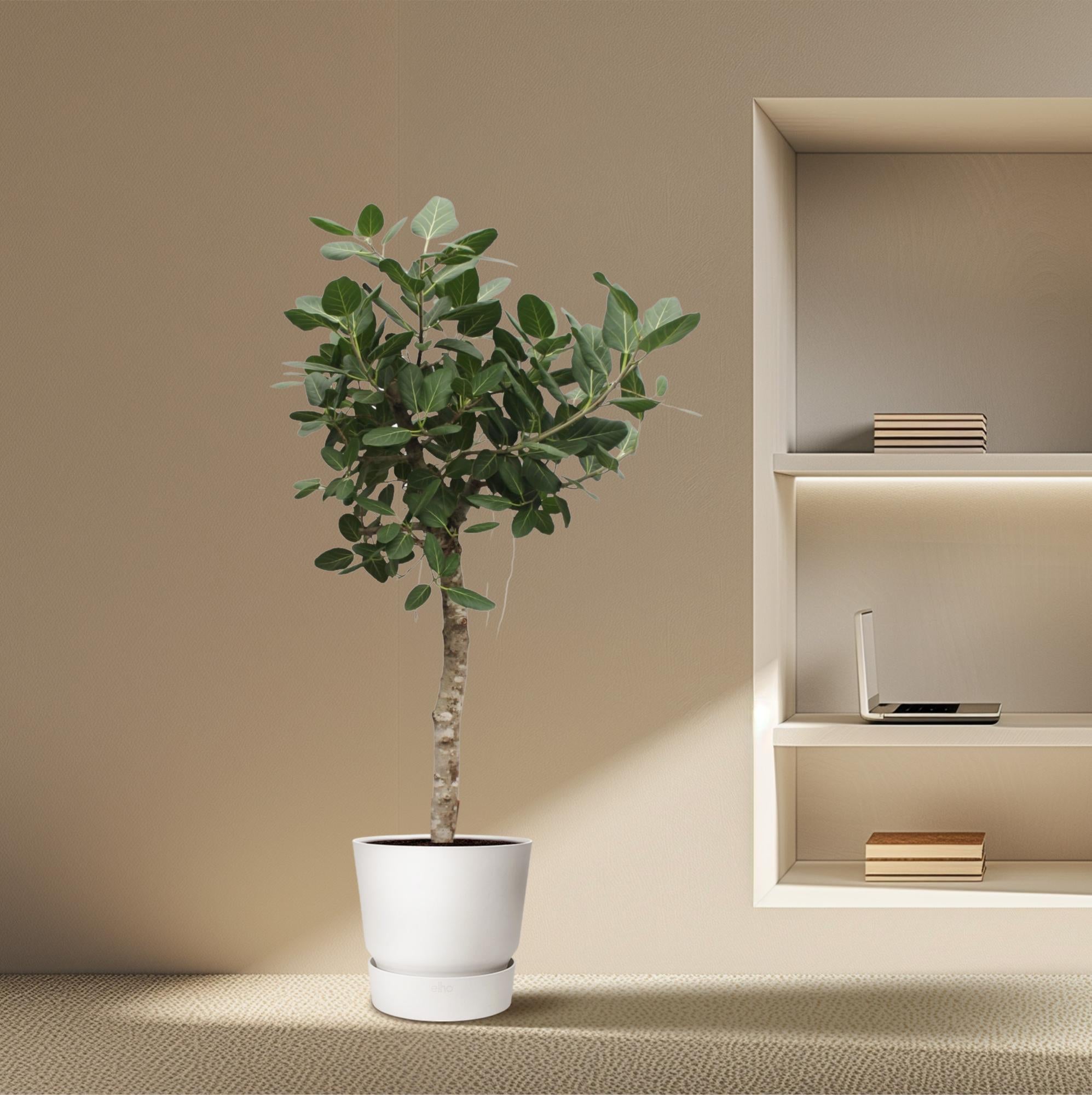 XXL Banyanbaum - Ficus Benghalensis | 200 cm | Ø50 cm
