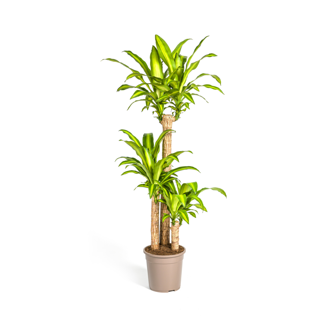 Duftender Drachenbaum - Dracaena Fragrans Massangeana | 130 - 150cm | Ø24cm