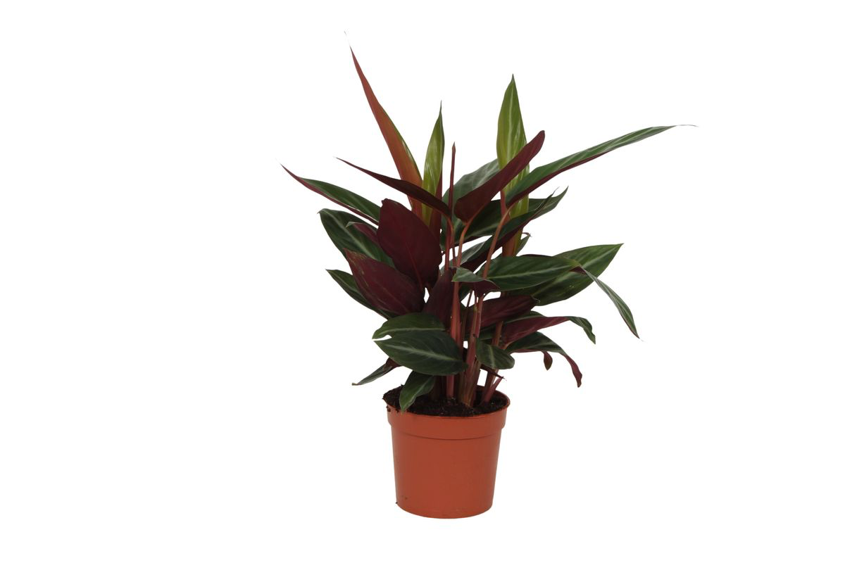 Korbmarante - Calathea Stripestar | 40 cm | Ø12cm